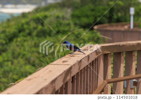 イソヒヨドリ(沖縄で撮影) 114501018