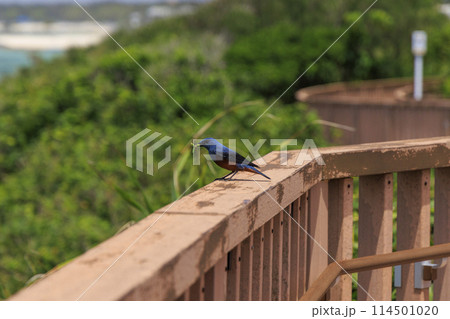 イソヒヨドリ(沖縄で撮影) 114501020