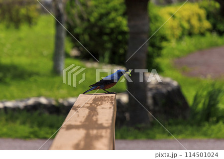 イソヒヨドリ(沖縄で撮影) 114501024