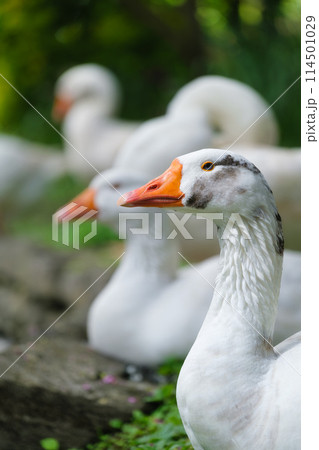 Portrait of a duck. Farm birds. Blurred background. Animal world. Agriculture. Portrait of a duck. Farm birds. Blurred background. Animal world. Agriculture. 114501029