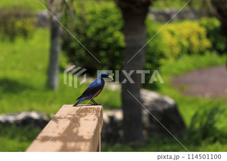 イソヒヨドリ(沖縄で撮影) イソヒヨドリ(沖縄で撮影) 114501100