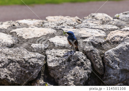 イソヒヨドリ(沖縄で撮影) 114501108
