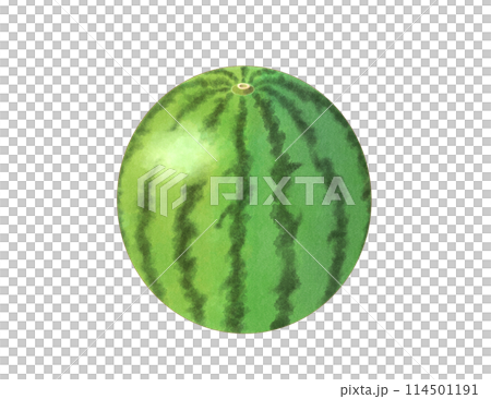 Large watermelon, watercolor 114501191
