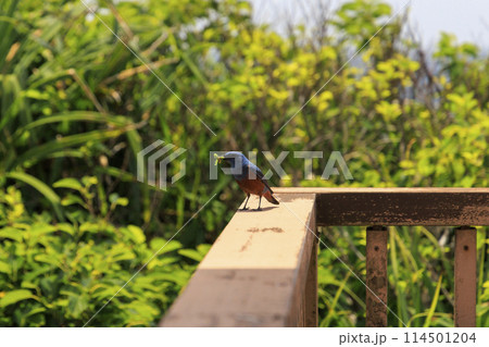 イソヒヨドリ(沖縄で撮影) イソヒヨドリ(沖縄で撮影) 114501204