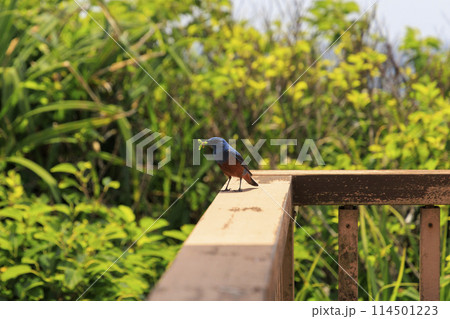 イソヒヨドリ(沖縄で撮影) イソヒヨドリ(沖縄で撮影) 114501223