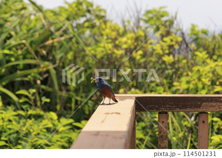 イソヒヨドリ(沖縄で撮影) 114501231