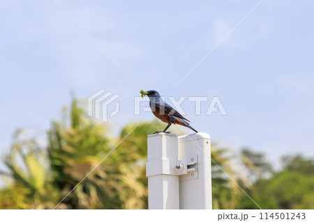 イソヒヨドリ(沖縄で撮影) 114501243