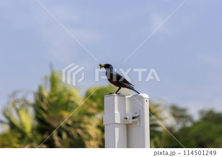 イソヒヨドリ(沖縄で撮影) 114501249