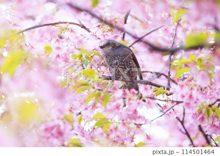 河津桜とヒヨドリ 河津桜とヒヨドリ 114501464