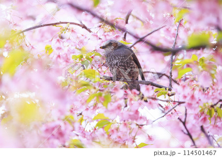河津桜とヒヨドリ 114501467