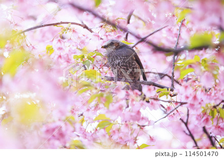 河津桜とヒヨドリ 114501470