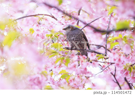 河津桜とヒヨドリ 河津桜とヒヨドリ 114501472