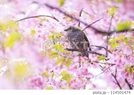 河津桜とヒヨドリ 河津桜とヒヨドリ 114501474