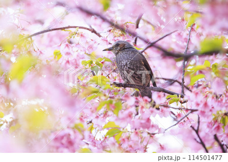 河津桜とヒヨドリ 河津桜とヒヨドリ 114501477
