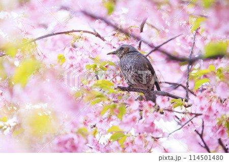 河津桜とヒヨドリ 114501480