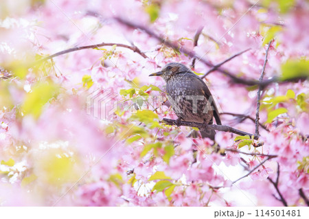 河津桜とヒヨドリ 114501481