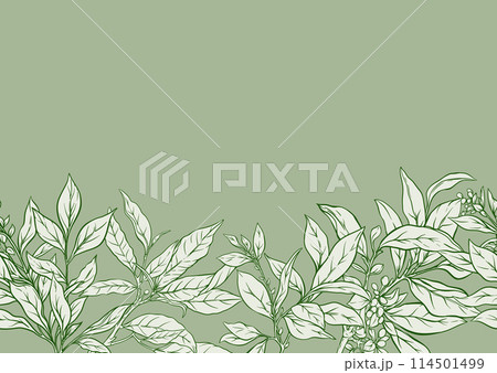 Branch with leaves of green tea. 114501499