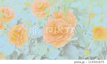 華やかなオレンジ色の薔薇 114501675
