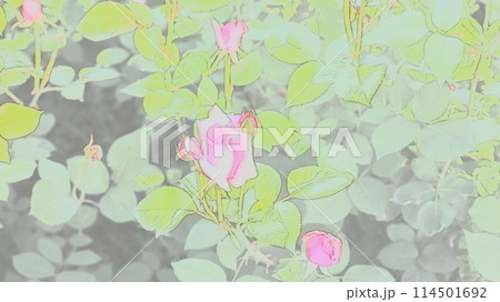 薔薇園にピンク色のバラが咲いています 114501692