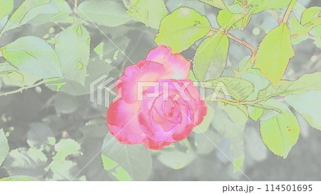 薔薇園にピンク色のバラが咲いています 114501695