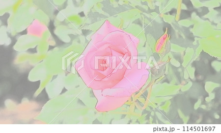 薔薇園にピンク色のバラが咲いています 114501697