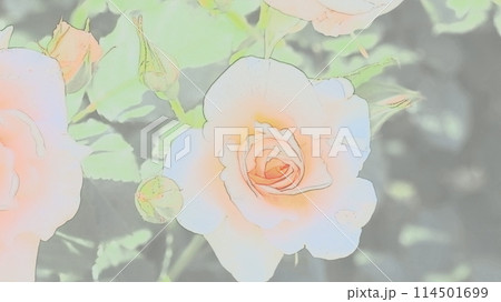 薔薇園にピンク色のバラが咲いています 114501699