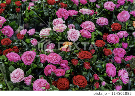 Top view of multicolored background of colorful roses, seedlings in pots for garden 114501883