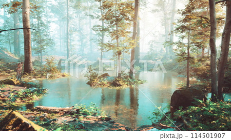 early morning at forest hiding in the fog 114501907