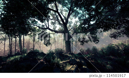 Dense Tropical Rainforest With Morning Fog 114501917
