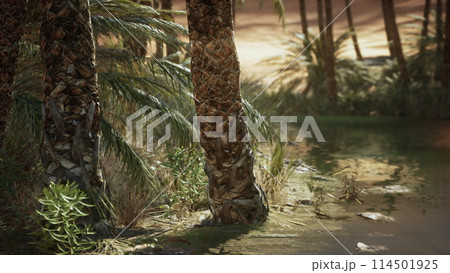 Palm trees in desert Liwa dunes Palm trees in desert Liwa dunes 114501925