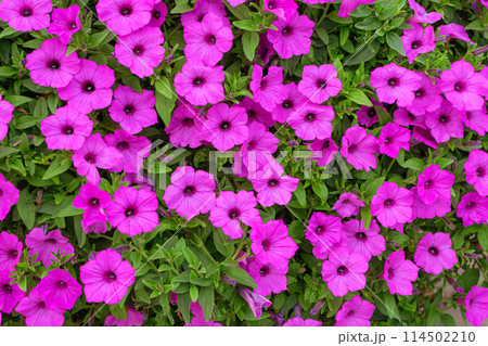 Pink Petunia flower background, purple Petunias in the pot, landscape design, decor. Pink Petunia flower background, purple Petunias in the pot, landscape design, decor. 114502210