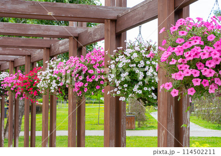Flower pots with colorful petunia outdoor, floral street decor in public place Flower pots with colorful petunia outdoor, floral street decor in public place 114502211
