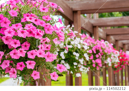Flower pots with colorful petunia outdoor, floral street decor in public place Flower pots with colorful petunia outdoor, floral street decor in public place 114502212