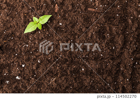 Seedling green plant surface top view textured background Seedling green plant surface top view textured background 114502270