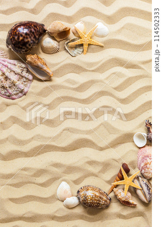 Seashells on the beach sand Seashells on the beach sand 114502333