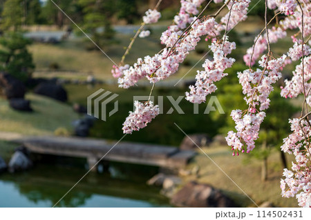 金沢城 玉泉院丸庭園の春景色 114502431