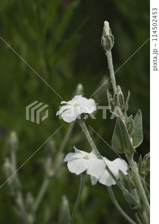 春5月野に咲く白いスイセンノウの花 114502453