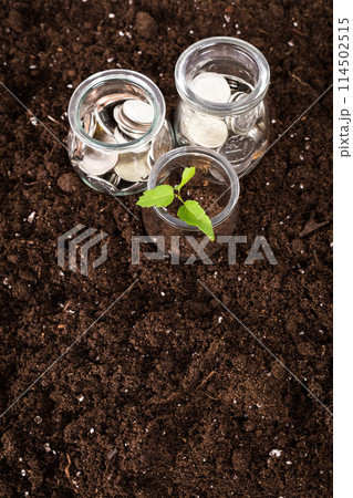trees growing on coins 114502515