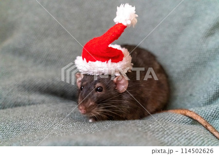 Rat Santa hat. Symbol of the Chinese New Year. Funny black rat Dumbo in a red santa checker on a green background. 114502626