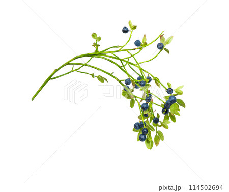 Blueberry branch isolated over white Blueberry branch isolated over white 114502694