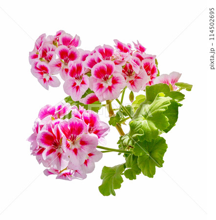 Pink geranium flower 114502695