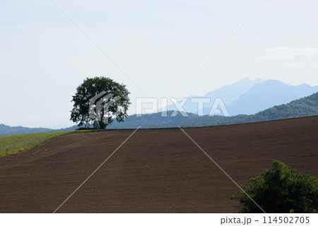 9月の美瑛の風景 114502705