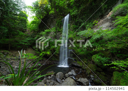 新緑の夕日の滝 114502941