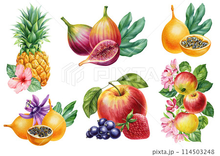 Set fruit, pineapple, Apple, berries, strawberry, fruit isolated, composition watercolor botanical illustration 114503248