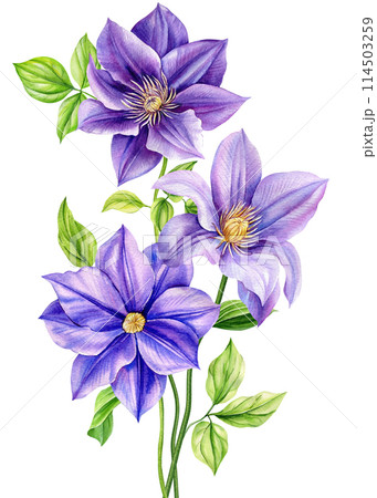 Flower on an isolated white background, watercolor illustration botanical painting, clematis flowers Flora greeting card 114503259