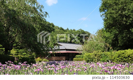 菖蒲の花が咲き乱れる庭園　西山の里 桃源 114503630