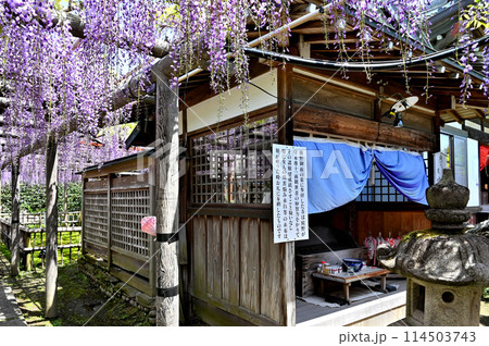 熊野の長藤　行興寺 114503743