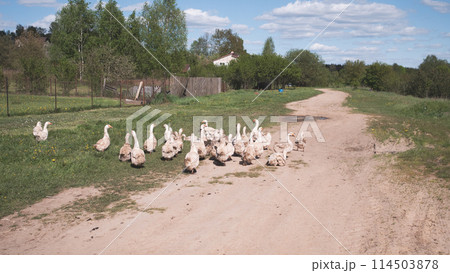 geese in the village summer background geese in the village summer background 114503878