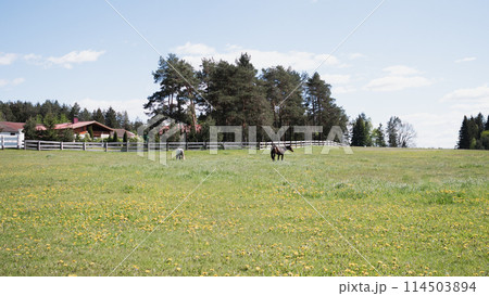 Summer field and horses landscape background 114503894