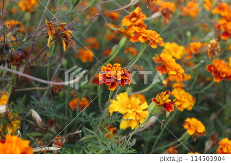 Yellow and orange brown marigold flowers in the middle ground. Landscaping with flowers. Field of Flowers 114503904